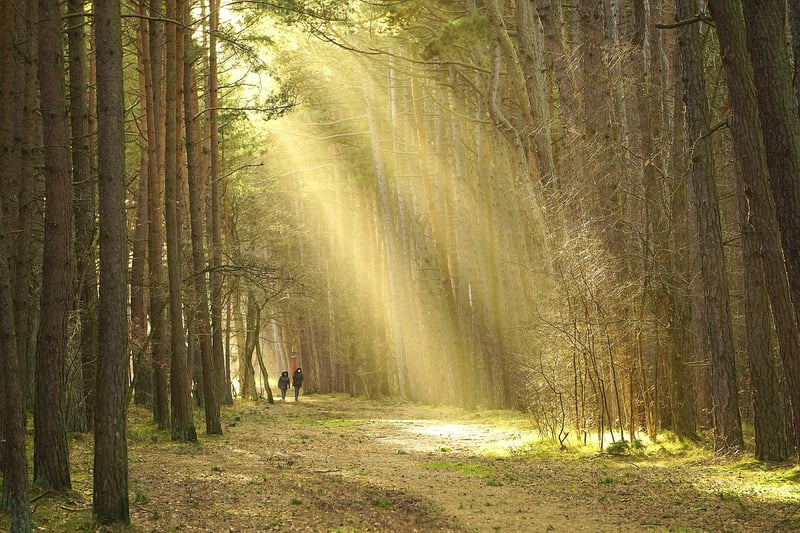 Mindful Walking